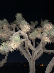 Yucca brevifolia