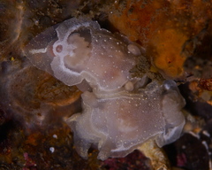 Goniodoris nodosa