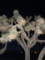 Yucca brevifolia