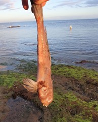 Synchiropus calauropomus