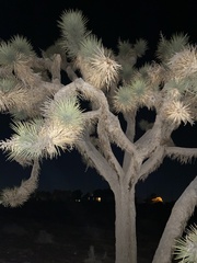 Yucca brevifolia
