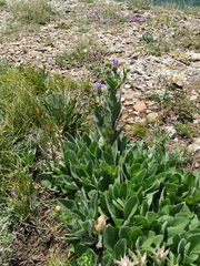 Aster amellus bessarabicus