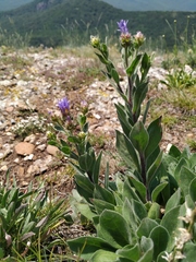 Aster amellus bessarabicus