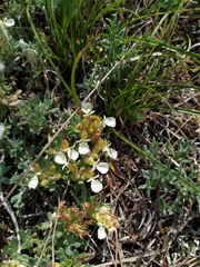 Teucrium montanum jailae