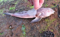 Synchiropus calauropomus