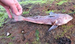 Synchiropus calauropomus