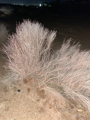 Angiospermae