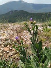 Aster amellus bessarabicus