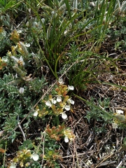 Teucrium montanum jailae