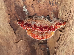 Postia pelliculosa