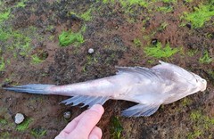 Synchiropus calauropomus