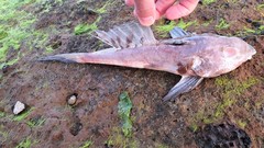 Synchiropus calauropomus