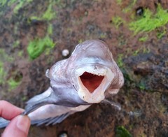 Synchiropus calauropomus