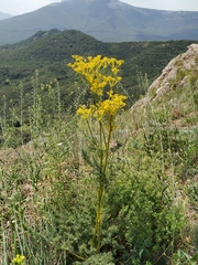 Ferulago galbanifera