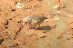 Spizocorys starki