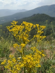 Ferulago galbanifera