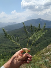 Ferulago galbanifera