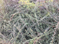 Cotoneaster microphyllus