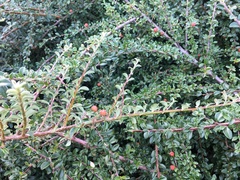 Cotoneaster microphyllus