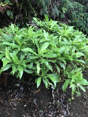 Scaevola gaudichaudiana