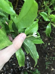Scaevola gaudichaudiana
