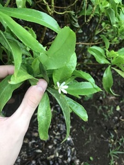 Scaevola gaudichaudiana