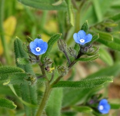 Gastrocotyle macedonica