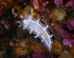 Duvaucelia lineata