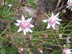 Actinotus forsythii