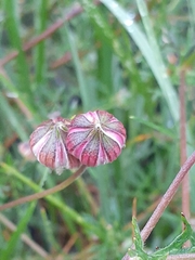 Actinotus forsythii