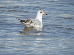 Chroicocephalus ridibundus