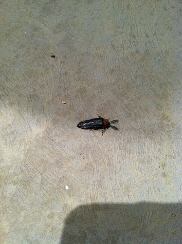 Western Banded Glowworm photo 4