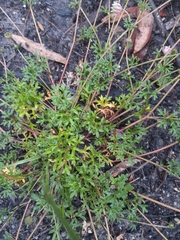 Actinotus forsythii