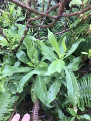 Scaevola gaudichaudiana
