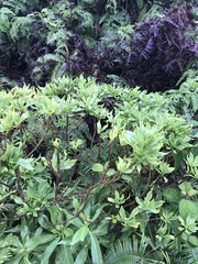 Scaevola gaudichaudiana