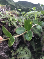 Alyxia stellata
