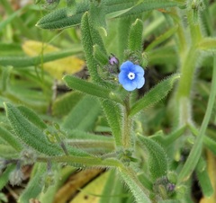 Gastrocotyle macedonica