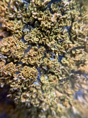 Xanthomendoza mendozae