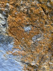 Xanthomendoza mendozae