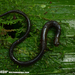 Worm Salamanders - Photo (c) Milton Úbeda, some rights reserved (CC BY-NC), uploaded by Milton Úbeda