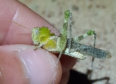 Ecphantus quadrilobus