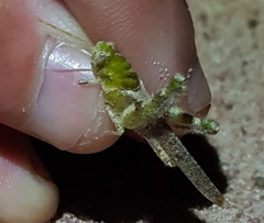 Ecphantus quadrilobus