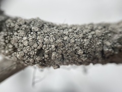 Pertusaria subambigens