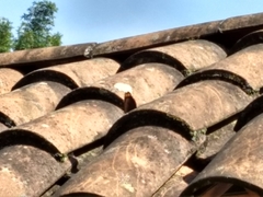 Catonephele numilia esite