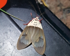 Amerila crokeri