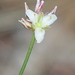 Laxmannia gracilis - Photo (c) Pete Woodall,  זכויות יוצרים חלקיות (CC BY-NC), הועלה על ידי Pete Woodall