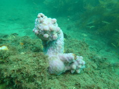 Halisarca australiensis