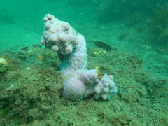 Halisarca australiensis