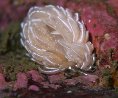 Favorinus blianus
