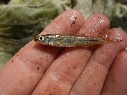 Hybopsis amnis